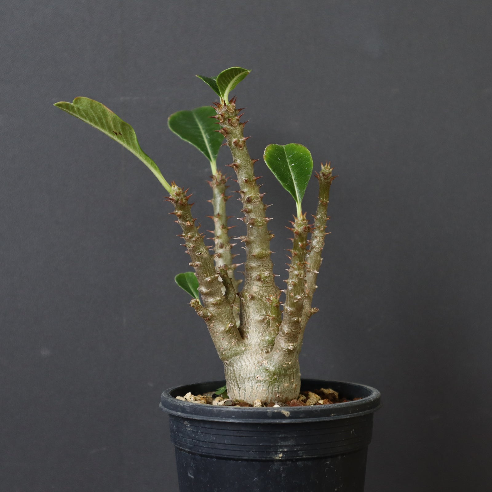 お父ちゃん 出品 パキポディウム ウィンゾリー 実生 パキポディウム ウィンゾリー 実生株 014 Pachypodium windsorii