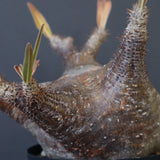 P.グラキリス1244【綴化】