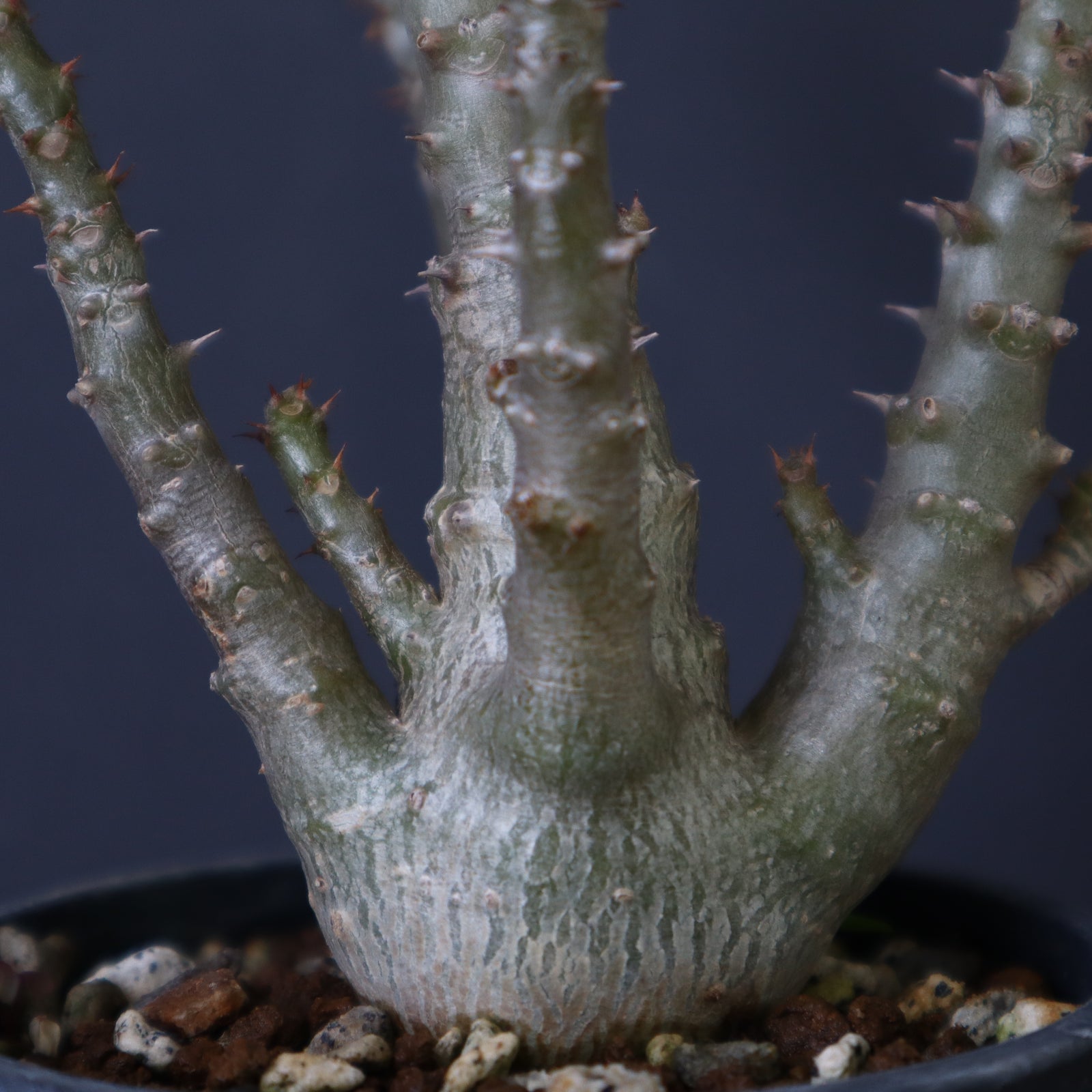 パキポディウム　ウィンゾリー 実生 パキポディウム：ウィンゾリー（実生） 4号鉢植え23-02 の通販 | 園芸