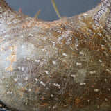 P.グラキリス1244【綴化】