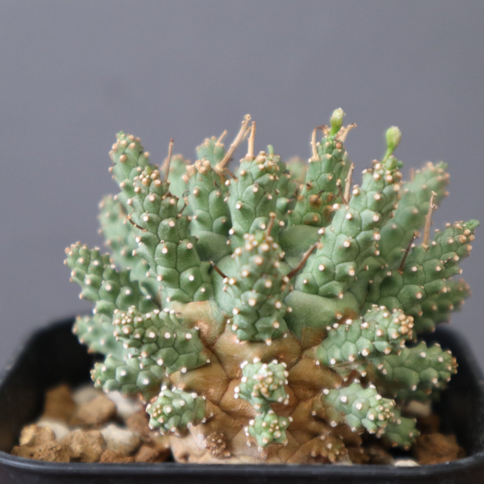 E.アストロフォラ EC2877 – TaiShoDo ONLINE SHOP
