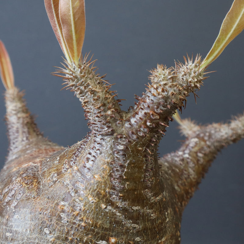 P.グラキリス1244【綴化】 – TaiShoDo ONLINE SHOP