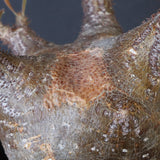 P.グラキリス1244【綴化】