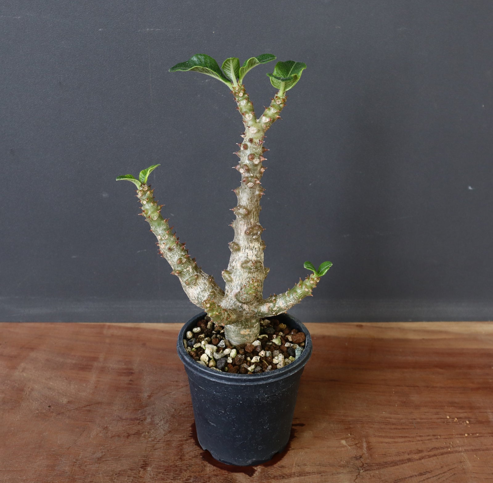 ウィンゾリー実生 パキポディウム・ウィンゾリー実生記録②(Pachypodium Windsorii