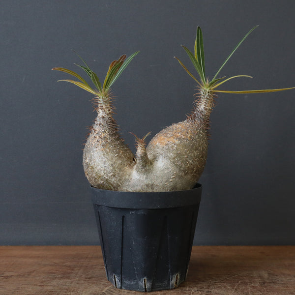 P.グラキリス 411