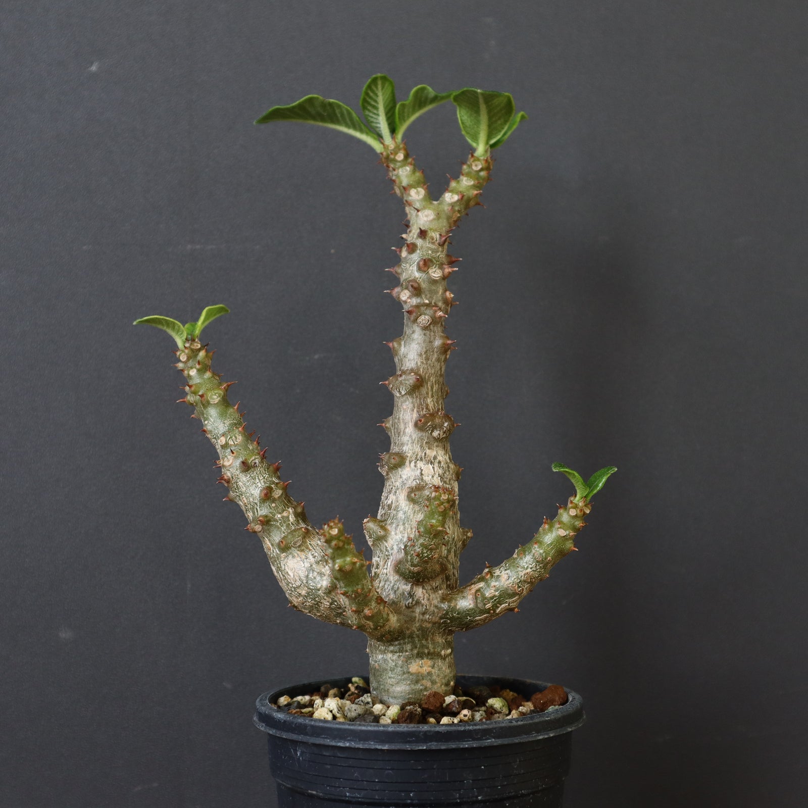ウィンゾリー国内実生　選抜 パキポディウム ウィンゾリー 実生 | hanayoshi-botanical