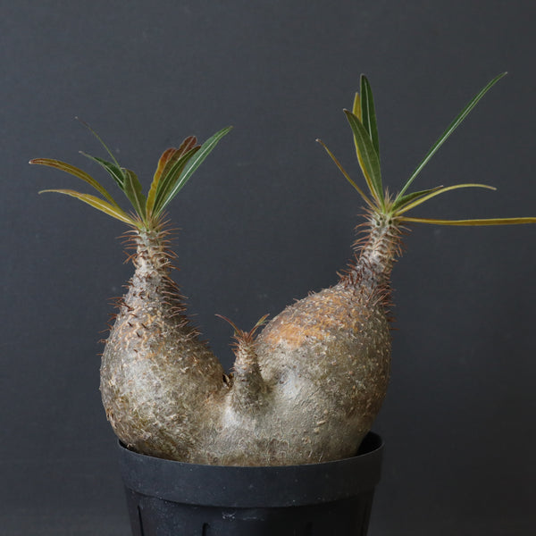 P.グラキリス 411