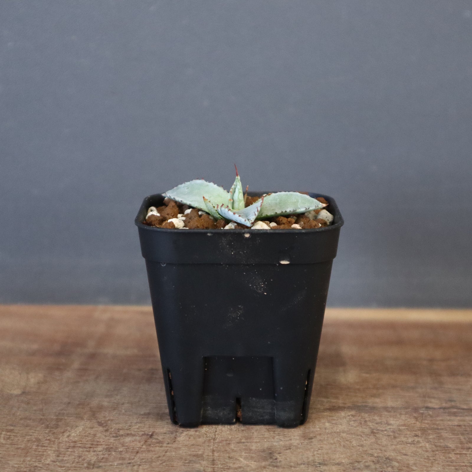 DRAGON AGAVE】アガベ 特白肌×屈原實生 EC1342 – TaiShoDo ONLINE SHOP