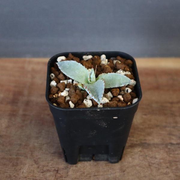 DRAGON AGAVE】アガベ 特白肌×屈原實生 EC1342 – TaiShoDo ONLINE SHOP