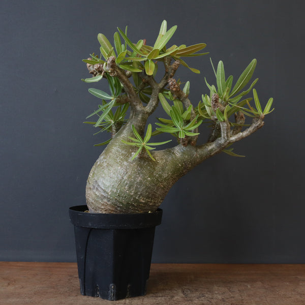 グラキリス6 cleveland_rtx_6_zipcore_wedges