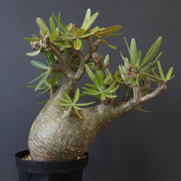 P.グラキリス 396