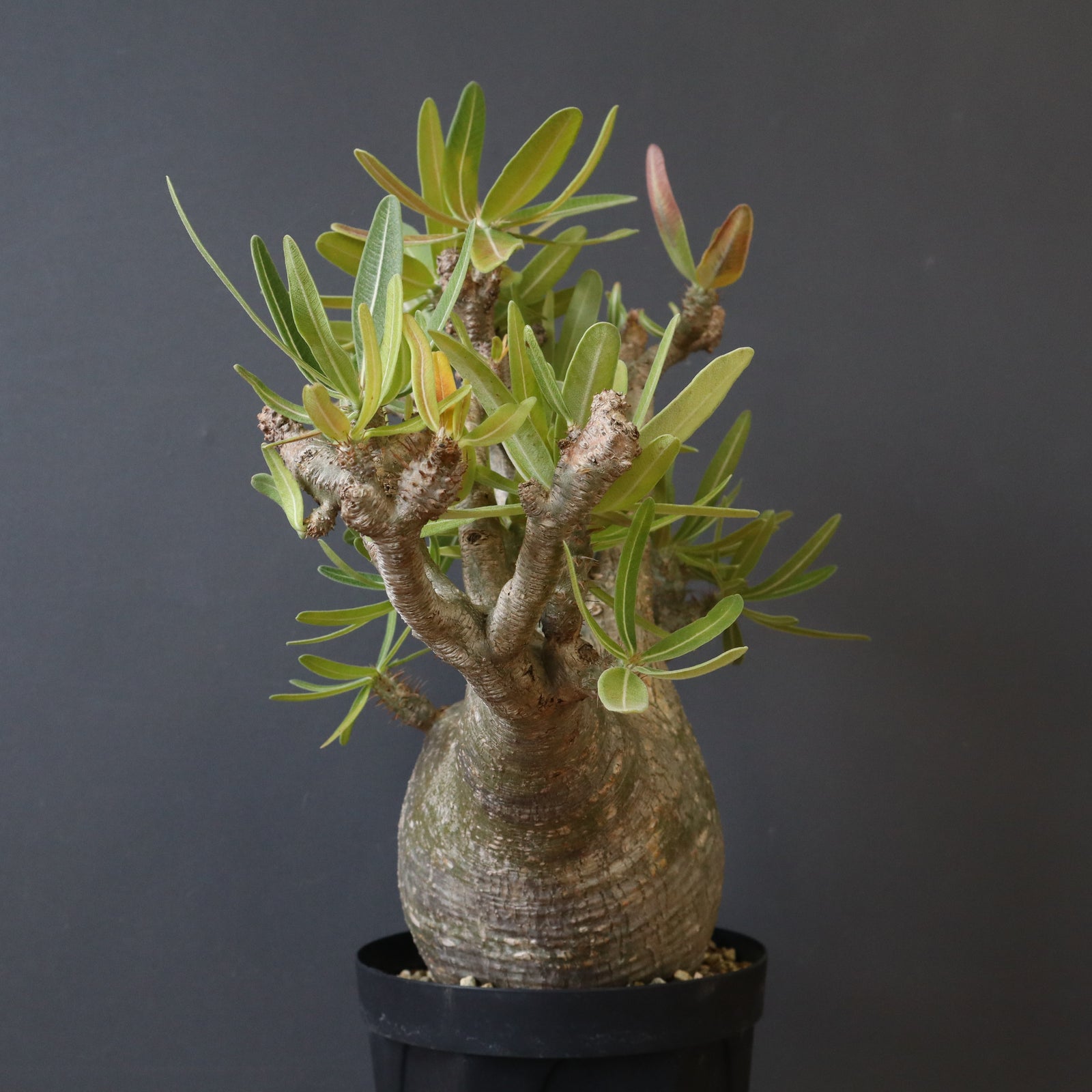 P.グラキリス 396 – TaiShoDo ONLINE SHOP