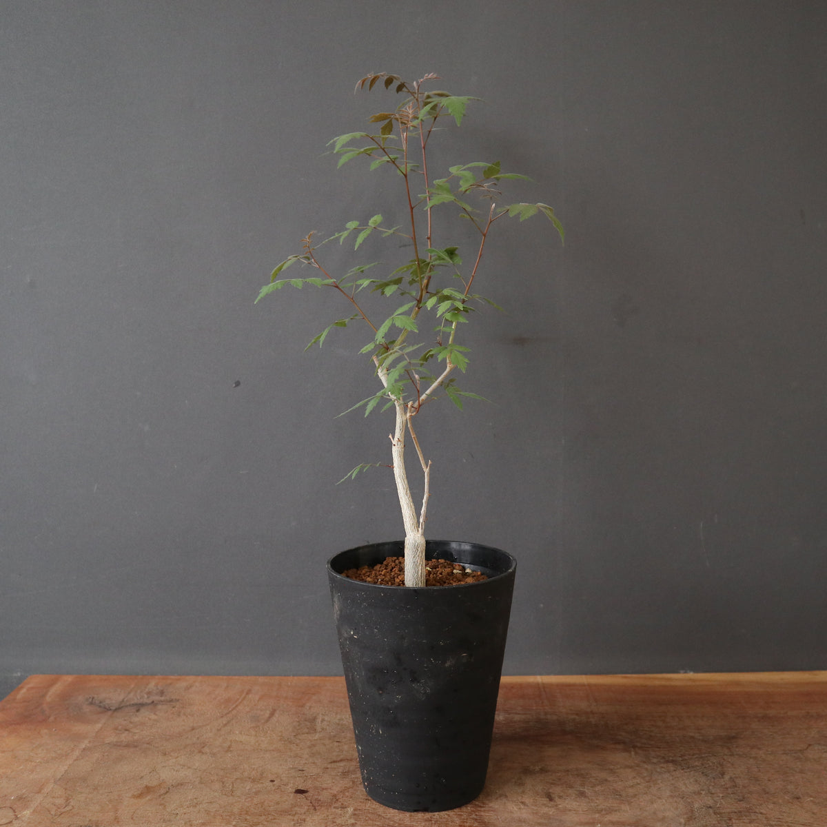 塊根植物 – 21ページ目 – TaiShoDo ONLINE SHOP