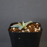 【DRAGON AGAVE】アガベ 特白肌×屈原實生 EC1342