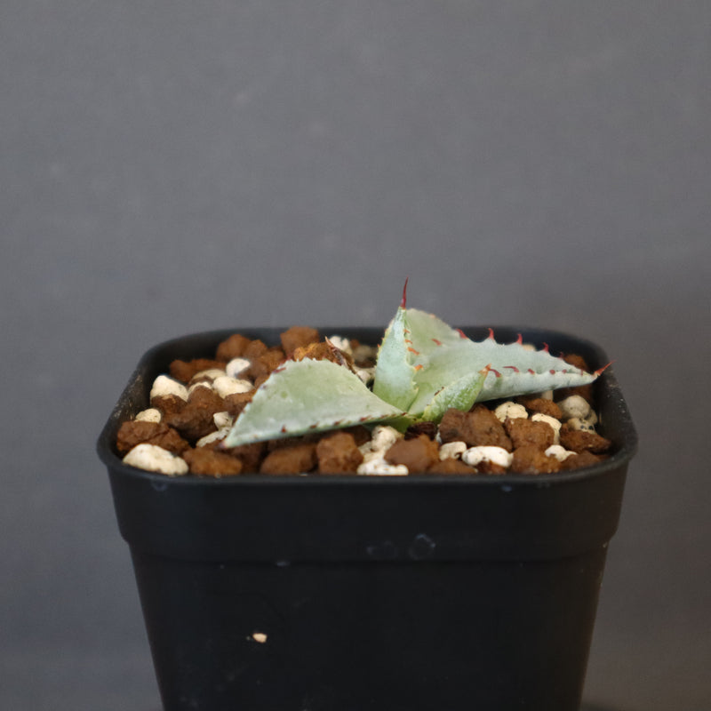 DRAGON AGAVE】アガベ 特白肌×屈原實生 EC1342 – TaiShoDo ONLINE SHOP