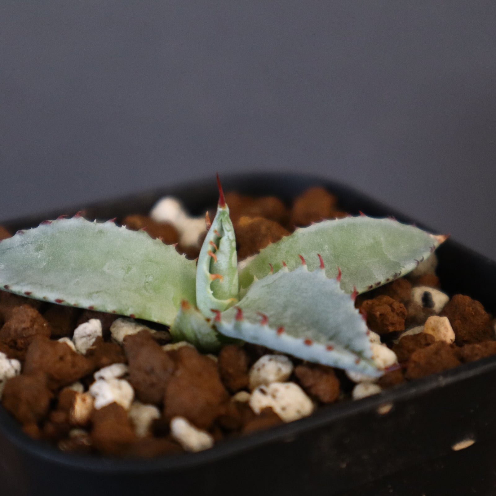 DRAGON AGAVE】アガベ 特白肌×屈原實生 EC1342 – TaiShoDo ONLINE SHOP