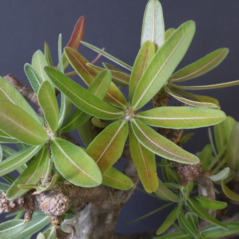 P.グラキリス 396 – TaiShoDo ONLINE SHOP