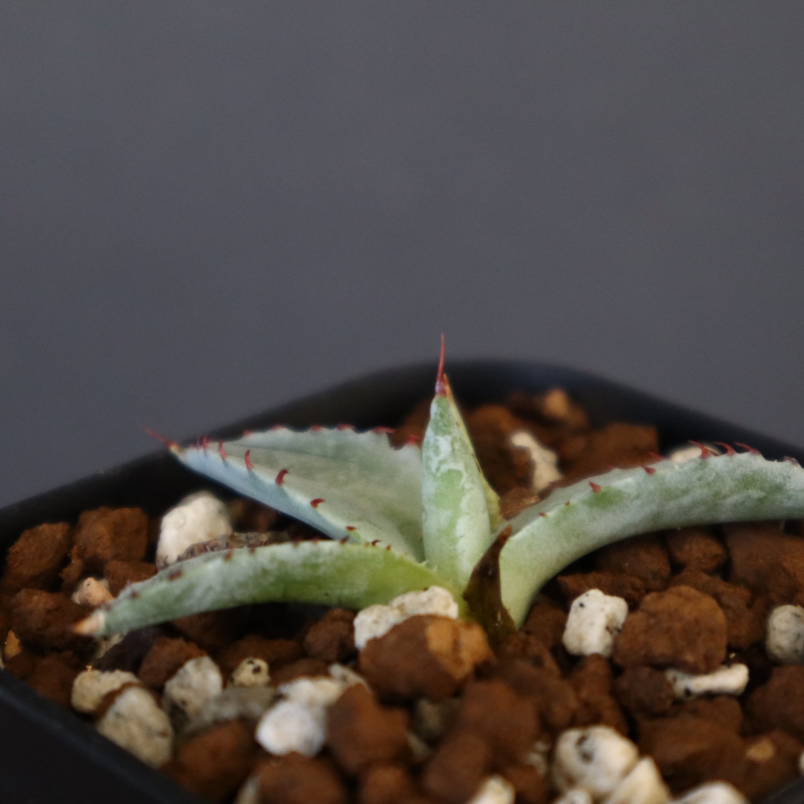 DRAGON AGAVE】アガベ 特白肌×屈原實生 EC1342 – TaiShoDo ONLINE SHOP