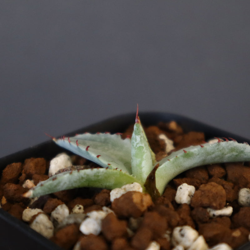 DRAGON AGAVE】アガベ 特白肌×屈原實生 EC1342 – TaiShoDo ONLINE SHOP
