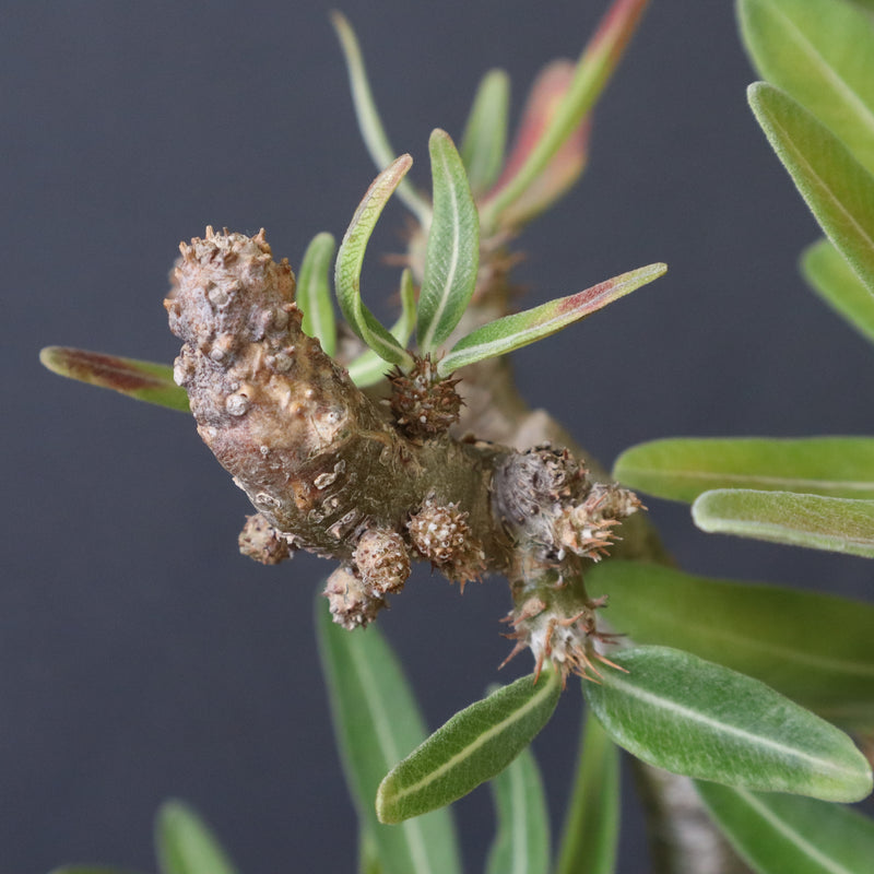 グラキリス6 グラキリス6 GL608C - Sandy Nitrile A6 Cut - Pyramex®