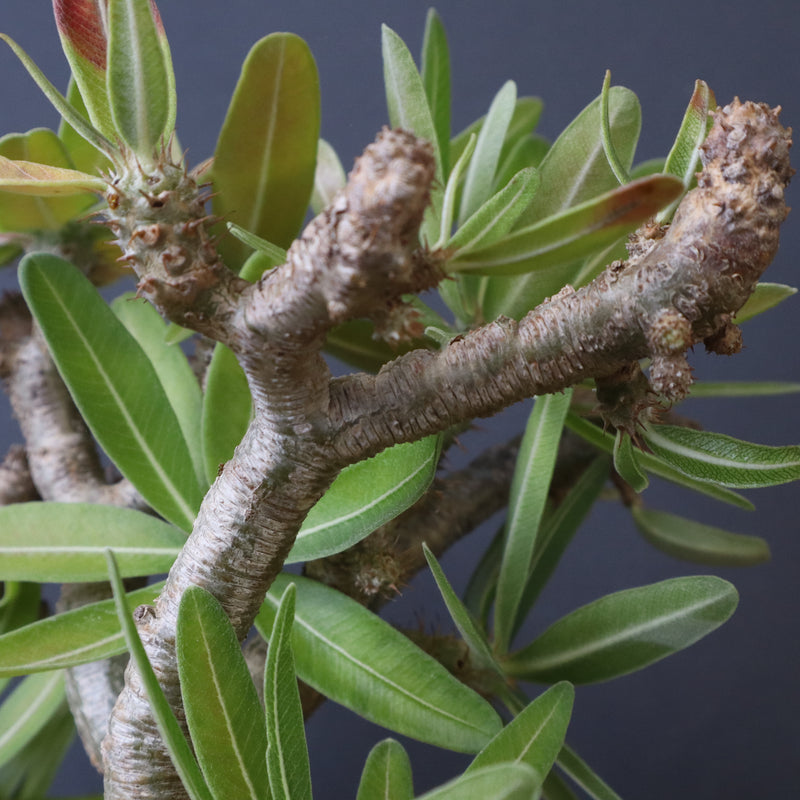 P.グラキリス 396 – TaiShoDo ONLINE SHOP