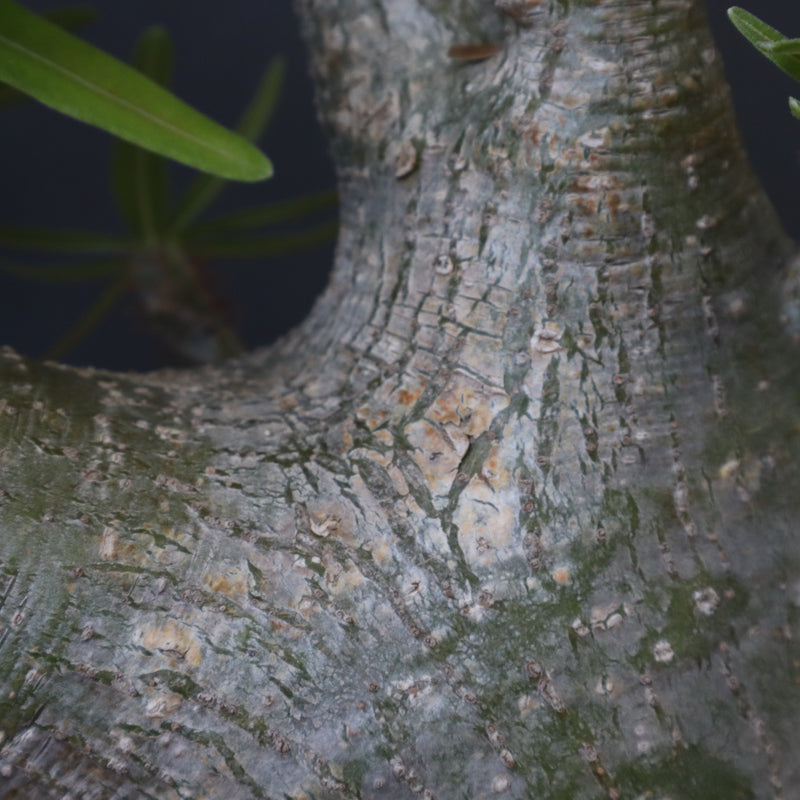 P.グラキリス 396 – TaiShoDo ONLINE SHOP