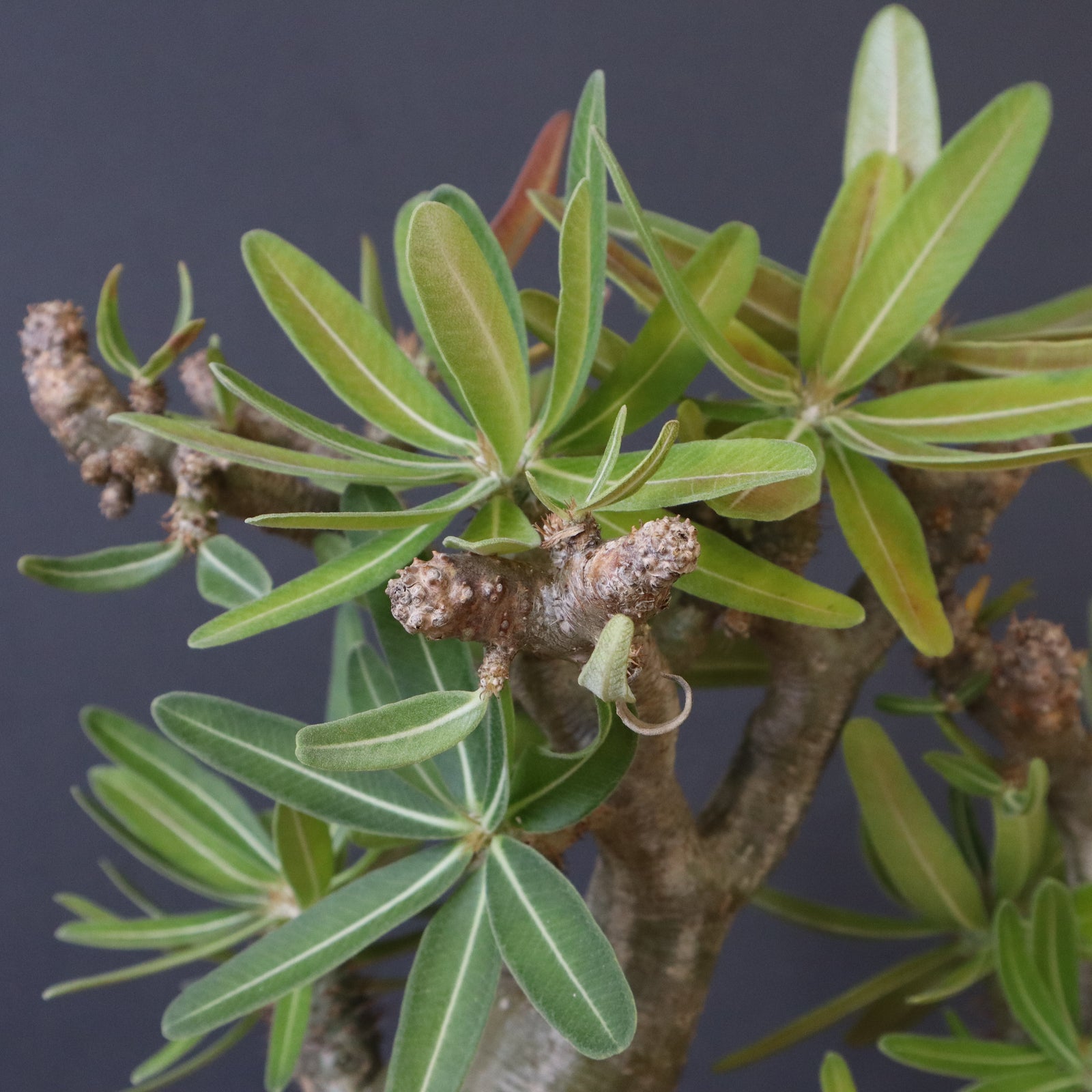 P.グラキリス 396 – TaiShoDo ONLINE SHOP