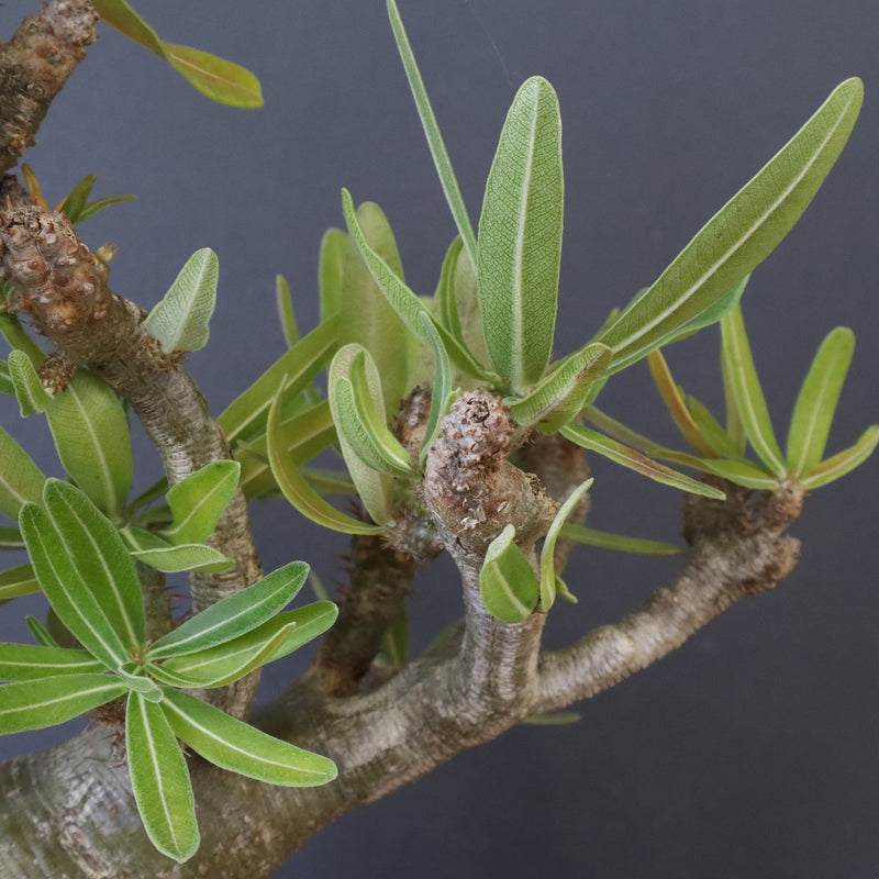 P.グラキリス 396 – TaiShoDo ONLINE SHOP