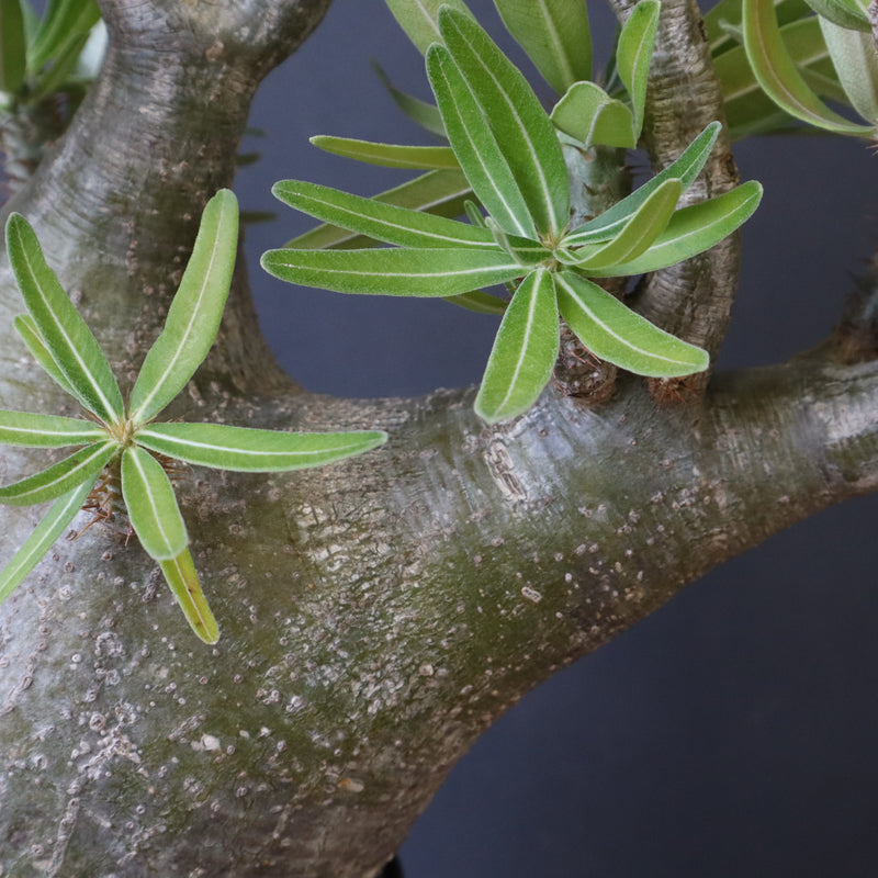 P.グラキリス 396 – TaiShoDo ONLINE SHOP