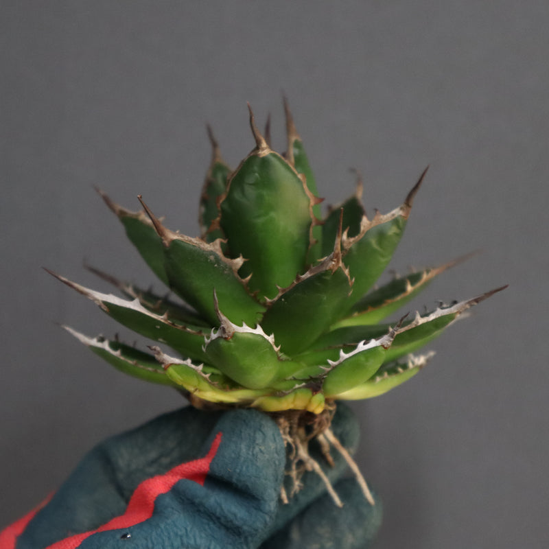 【ベアルート】アガベ 姫ホリダ EC329