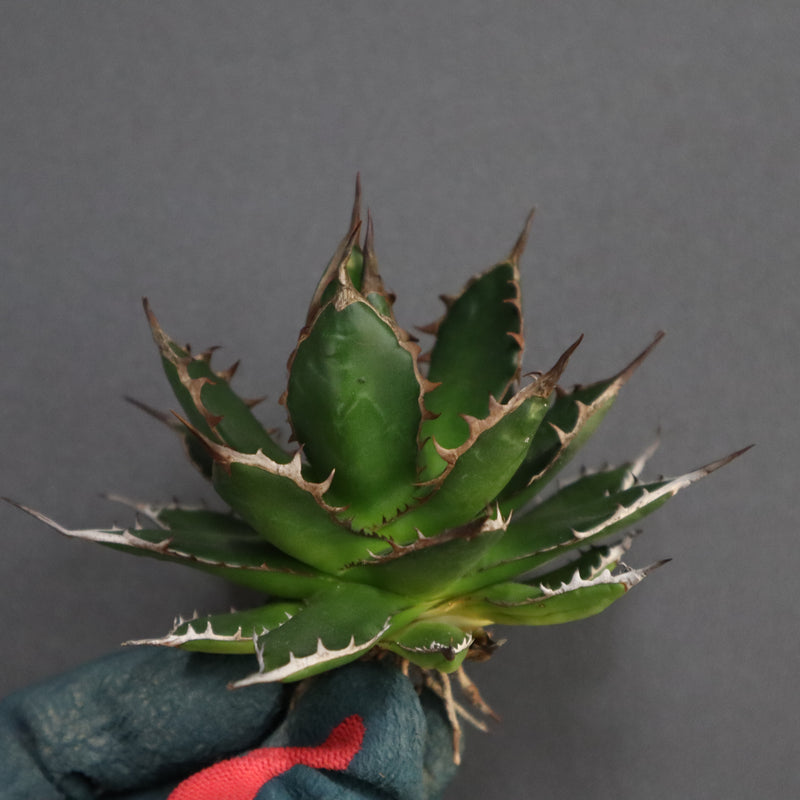 【ベアルート】アガベ 姫ホリダ EC329