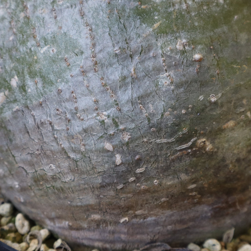 P.グラキリス 396 – TaiShoDo ONLINE SHOP