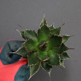 【ベアルート】アガベ 姫ホリダ EC329