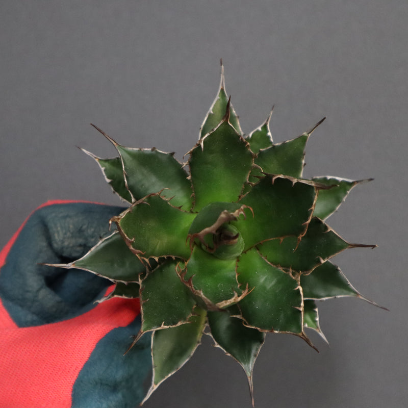 【ベアルート】アガベ 姫ホリダ EC329