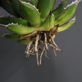 【ベアルート】アガベ 姫ホリダ EC329