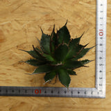 【ベアルート】アガベ 姫ホリダ EC329