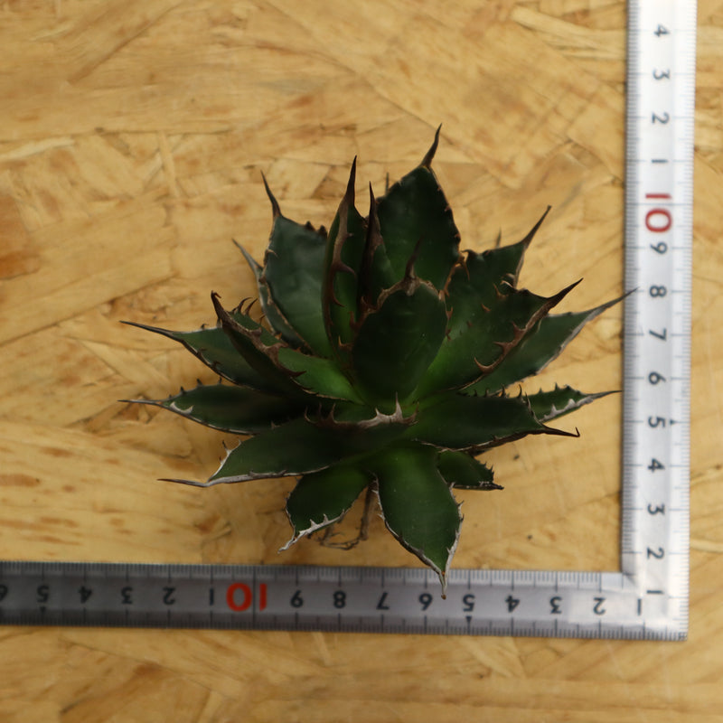 【ベアルート】アガベ 姫ホリダ EC329