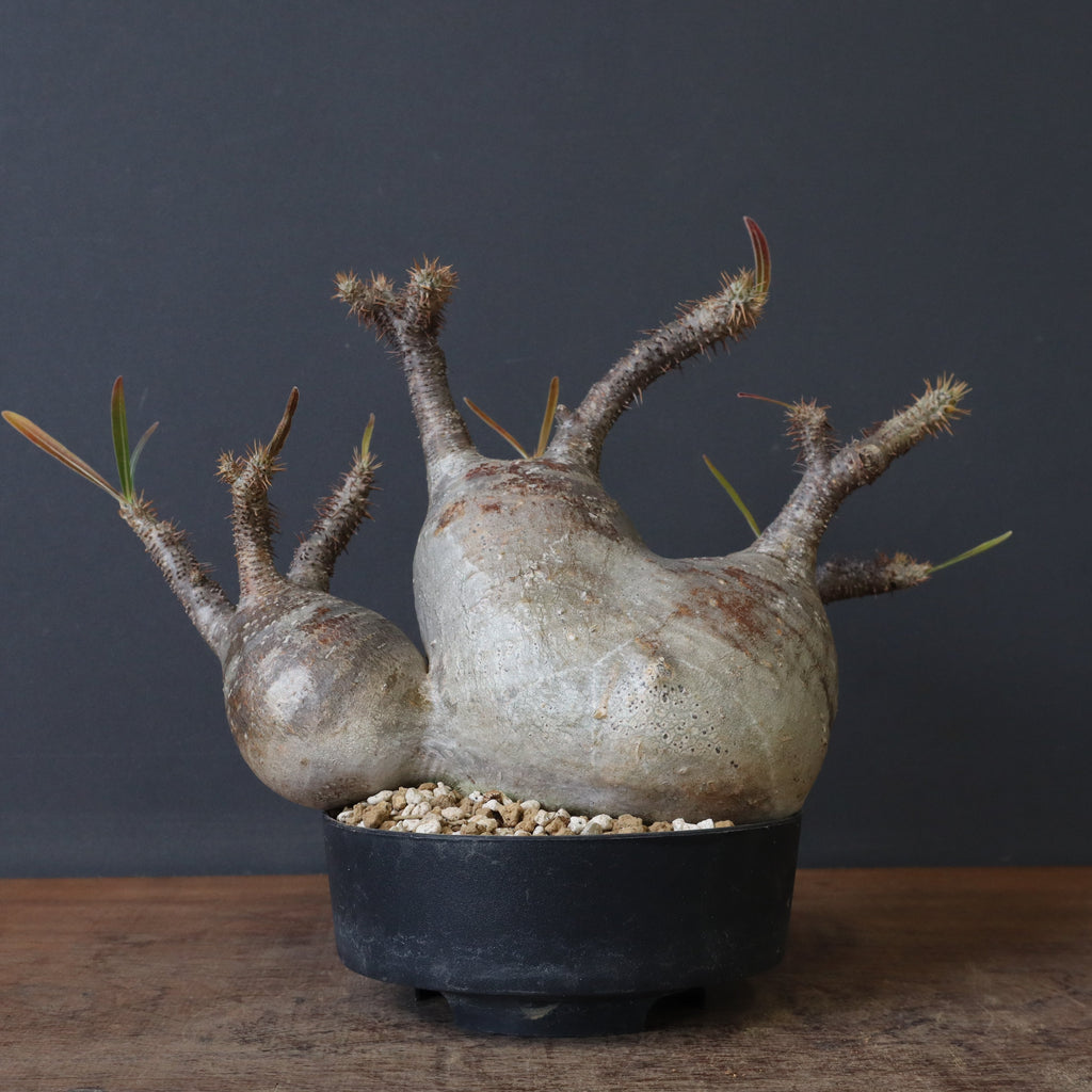 P.グラキリス 1241 – TaiShoDo ONLINE SHOP