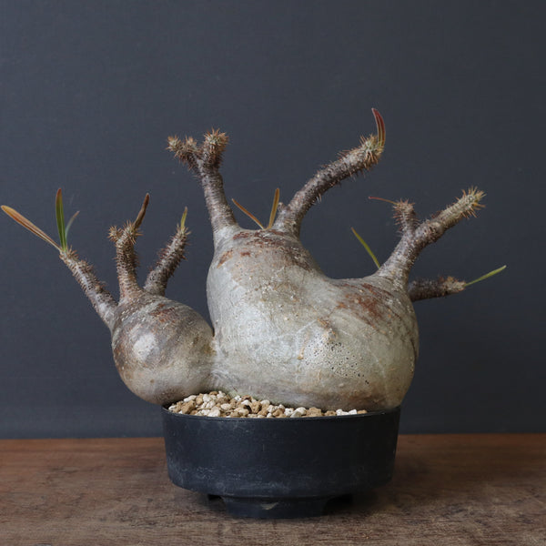 P.グラキリス 1241