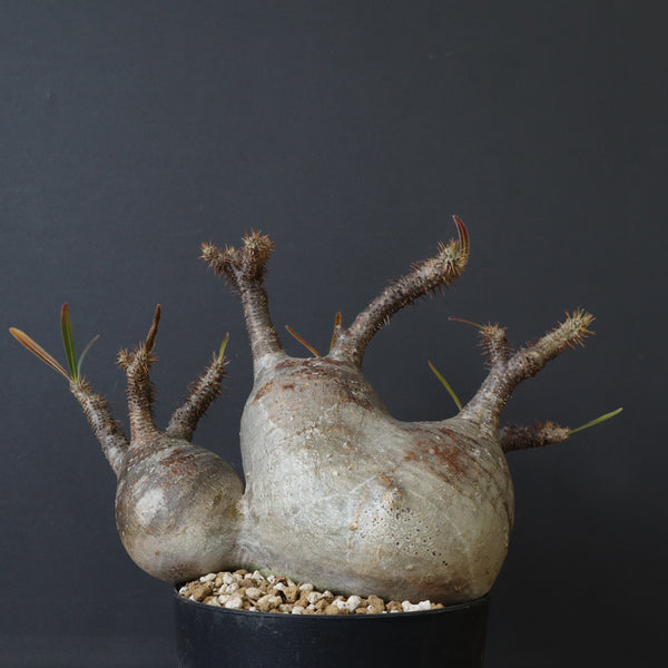 P.グラキリス 1241