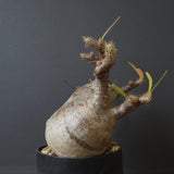 P.グラキリス 1241