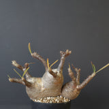 P.グラキリス 1241