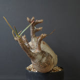 P.グラキリス 1241