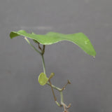 亀甲竜  EC3671