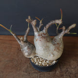 P.グラキリス 1241