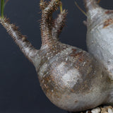 P.グラキリス 1241