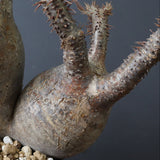 P.グラキリス 1241