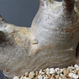 P.グラキリス 1241