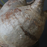 P.グラキリス 1241