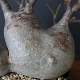 P.グラキリス 1241